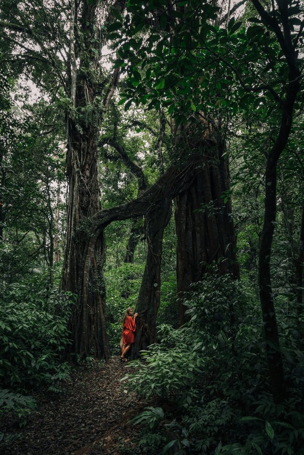Enlacer un arbre : un chemin vers la sérénité retrouvée