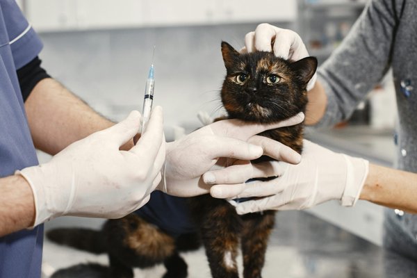 Dose de cbd pour chat : guide complet pour choisir la bonne dose