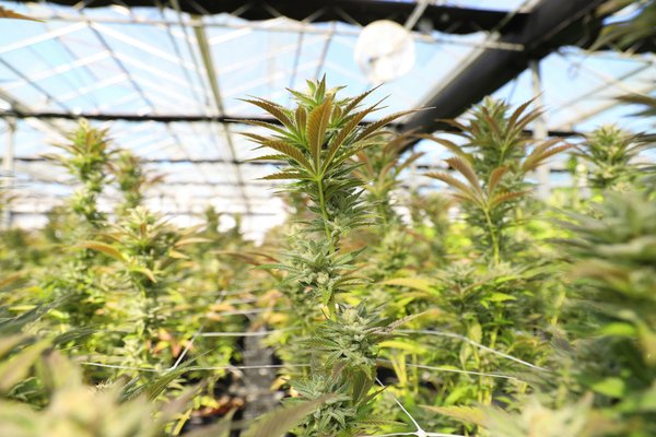 Les avantages des fleurs de chanvre cultivées indoor : qualité et disponibilité