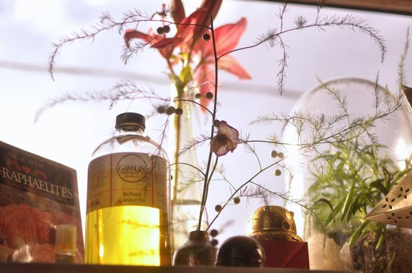 Choisir entre fleurs de chanvre et huile de chanvre : votre guide complet